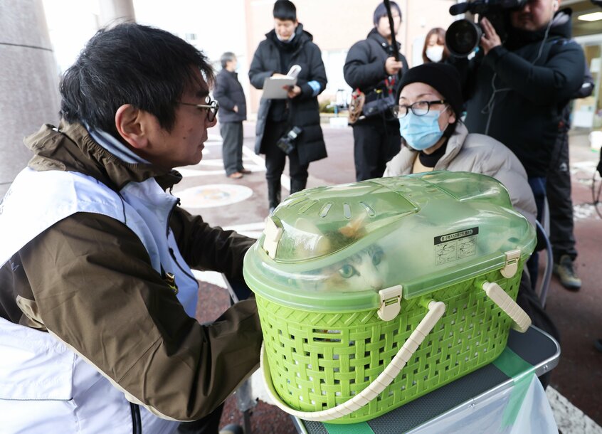 ペットの巡回診療を訪れた猫=2024年1月28日、石川県輪島市