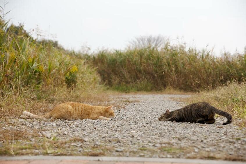 Canon EOS-1D X・f/6.3・1/1600秒・ISO250(撮影/猫写真家・沖昌之)