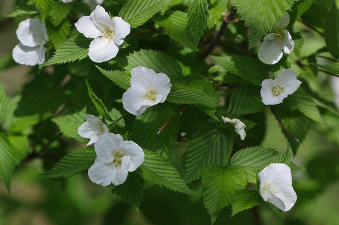 白山吹という白い花をつける山吹もあります