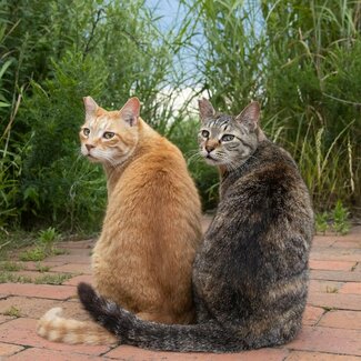 【沖昌之】息ぴったりの兄妹ねこ「こちらが国宝、『見返り美猫図』です」