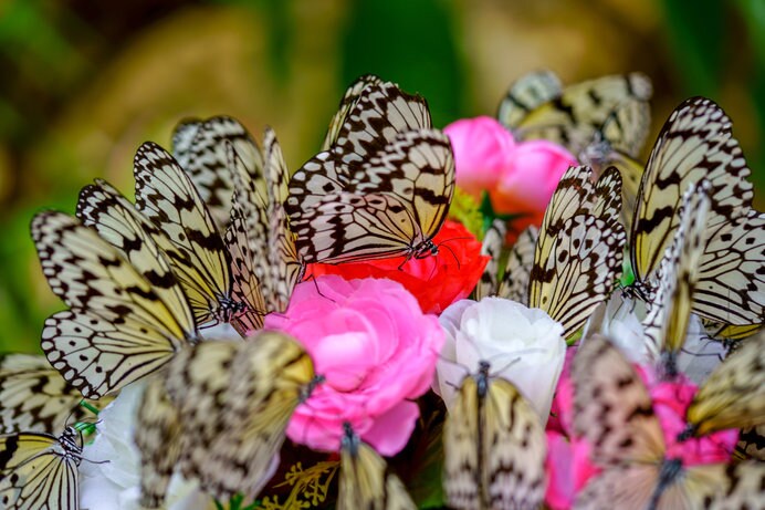 優雅な蝶の世界は、虫が苦手な方でも楽しめるのでは？　※画像はイメージ