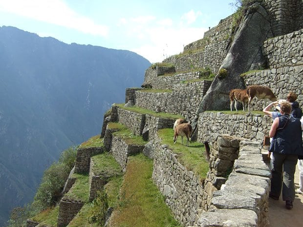 インカ時代と同じ方法で飼育されている
<br />アルパカ。急斜面をものともせず草を食む