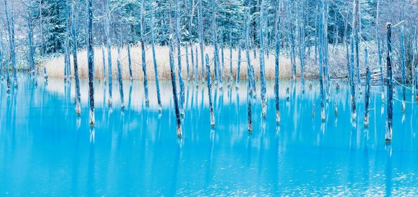 【白金 青い池／美瑛町白金】寒さで水が凍り、雪が降り積もる直前の青い池。水中の成分に太陽の光が反射して、幻想的なブルーに見える