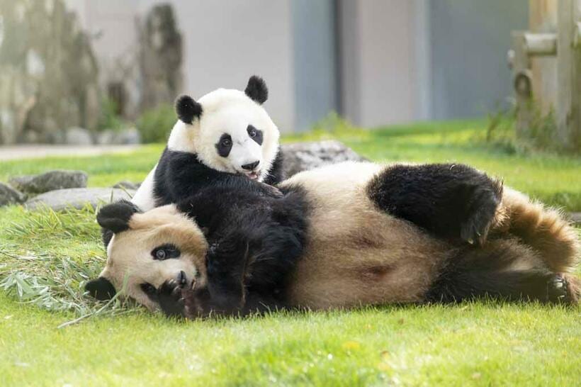 いま１歳１カ月。人間でいえば３歳くらいの楓浜。お母さんに甘えるようにしがみついたり、運動場に設置された遊具によじのぼったり、仰向けに転がって竹を食べたり。かわいい“幼児”らしい姿をたくさん見せてくれた　（撮影／楠本涼）