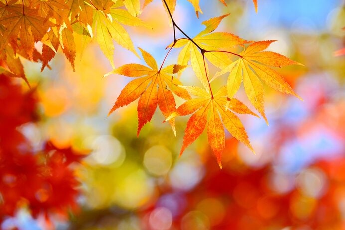 秋の味覚を楽しむためにも紅葉登山で体を動かしましょう
