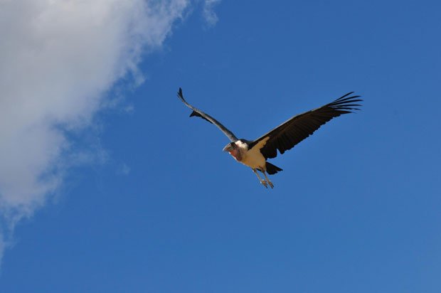 秋吉台自然動物公園サファリランド　大空を飛ぶアフリカハゲコウ