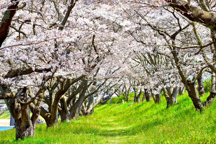 三刀屋川河川敷の桜（島根県）