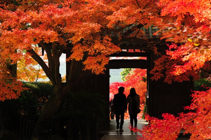春はツツジ、秋は紅葉の名所として知られる佐賀の「大興善寺」