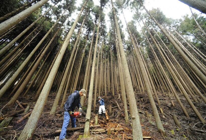 まっすぐに伸びる北山杉。京都の府木に指定されている