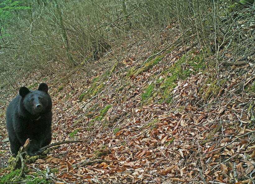 クマによる人身被害は秋がピーク＝東京都提供