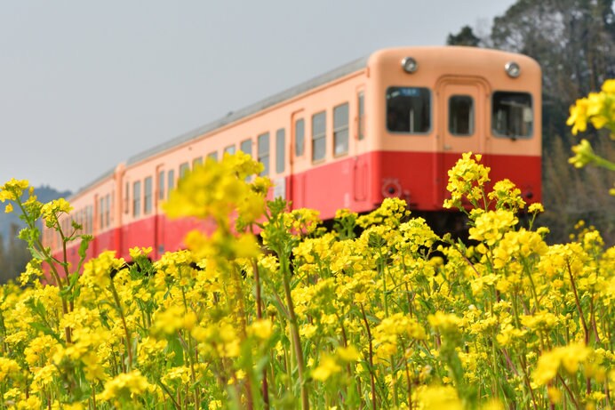 小湊鉄道が菜の花の中を走る風景も人気