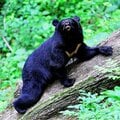 〈夏のクマ被害〉クマと市街地で出合ったら? 専門家が「後ずさり」より推奨する「アーバンベア」からの防衛術
