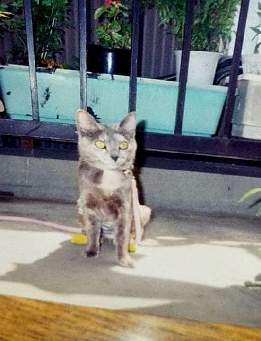 下半身が悪かったサビ猫ポンに、こふくは優しく接した（提供）