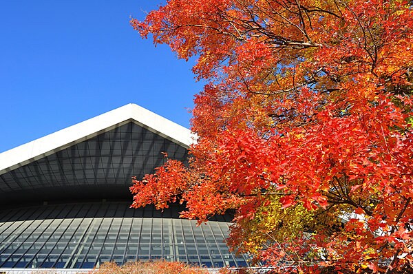 秋の駒沢公園。紅葉やイベントの見どころをご紹介