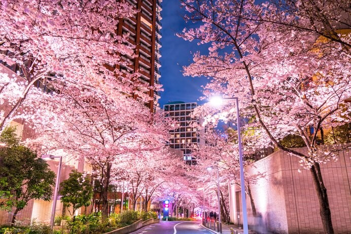 六本木の夜桜