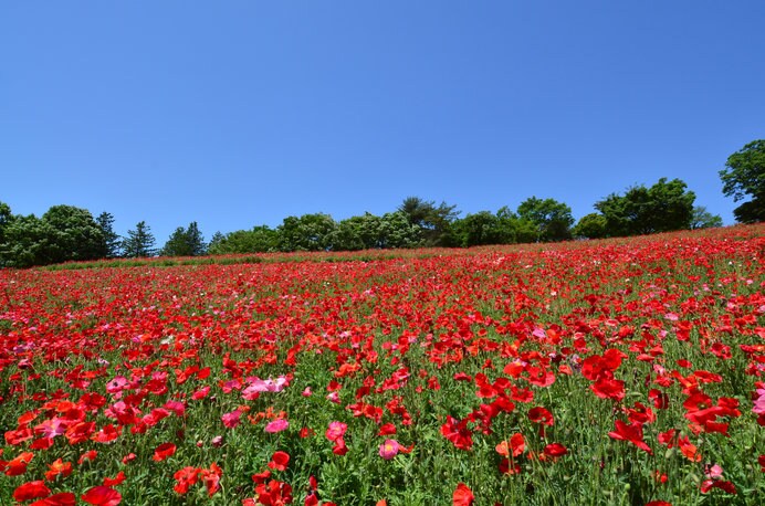 日本を代表する「花」の国営公園