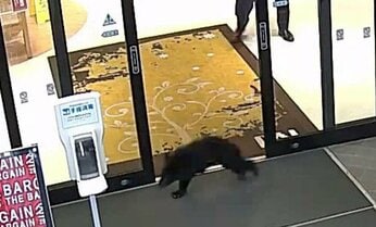 冬眠しないクマの目撃相次ぐ 大量駆除で母グマ失った「孤児グマ」が冬の市街地を徘徊か