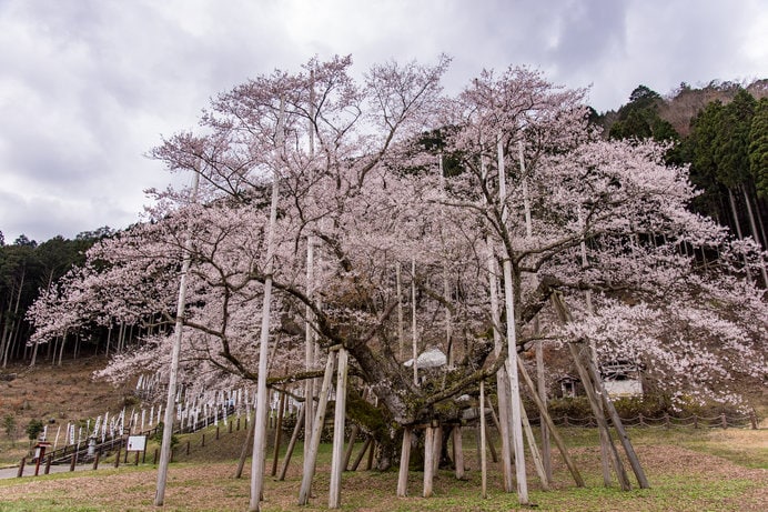 淡墨桜は樹齢1500余念を誇る1本桜