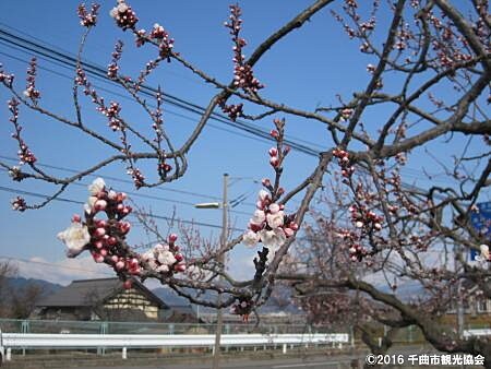 長野県千曲市「あんずの里」平地で開花したあんず（2016年3月28日）（千曲市観光協会提供）