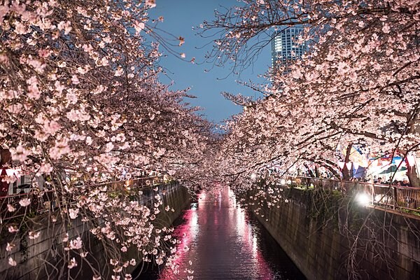 日本一人気のお花見スポット・目黒川