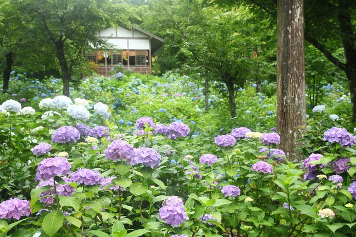 30種1万株の紫陽花が咲き誇る「三千院」