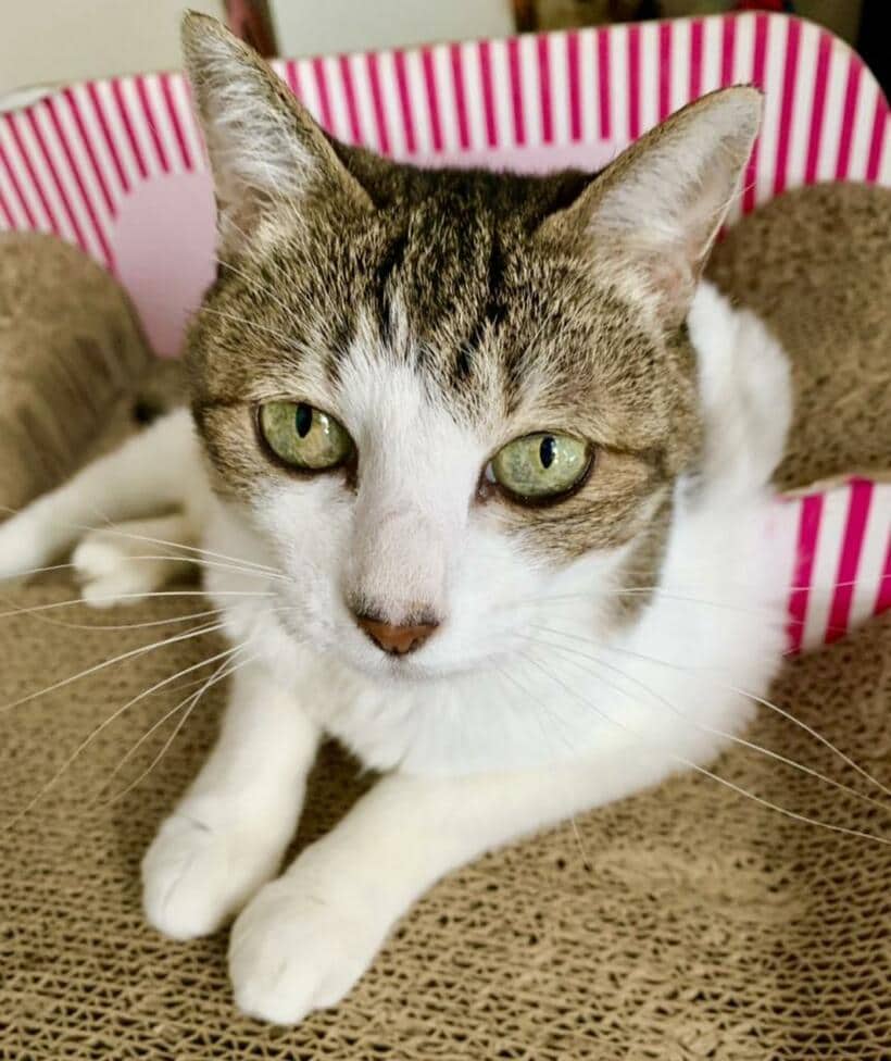 アイラインとハートマークのお鼻が魅力的なふわちゃん（提供）