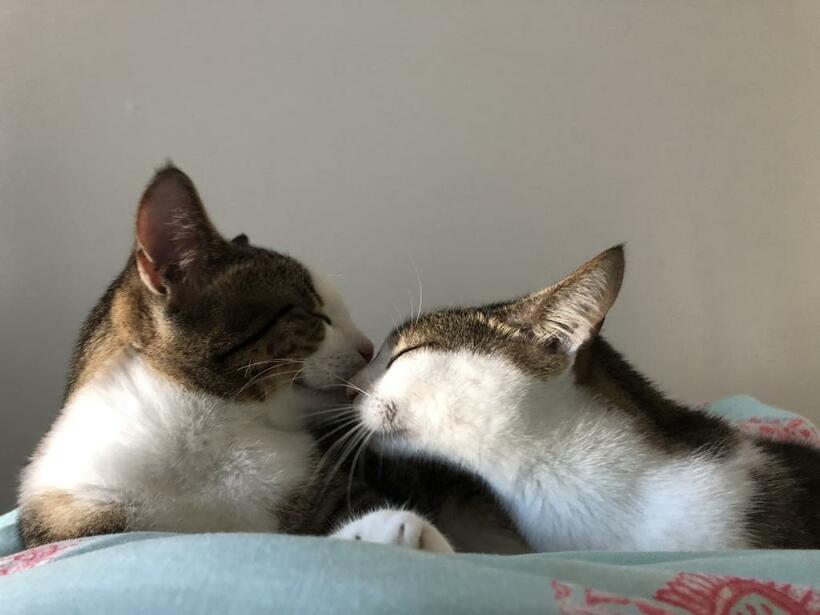 鼻チューする２匹