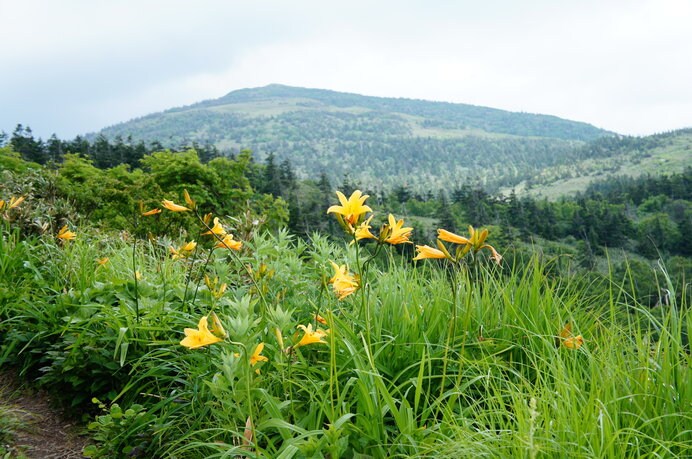 ニッコウキスゲなど高山植物の宝庫、「花の百名山」で知られる森吉山