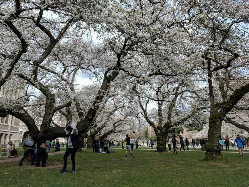 入学式のイメージは異なるが、「春といえば桜」は日米共通。写真はシアトル・ワシントン大学の有名な桜（写真／筆者提供）