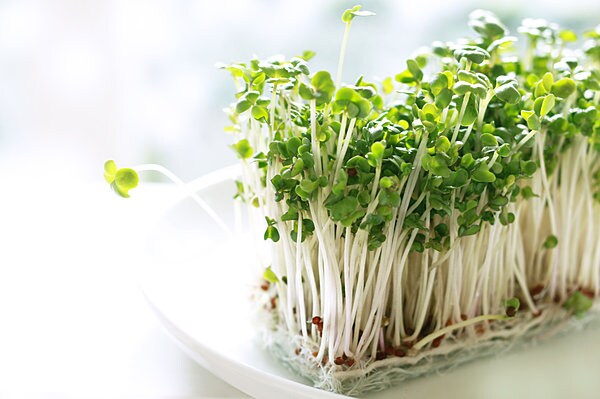 ブロッコリーの新芽“スプラウト”。栄養を簡単に摂取できると人気