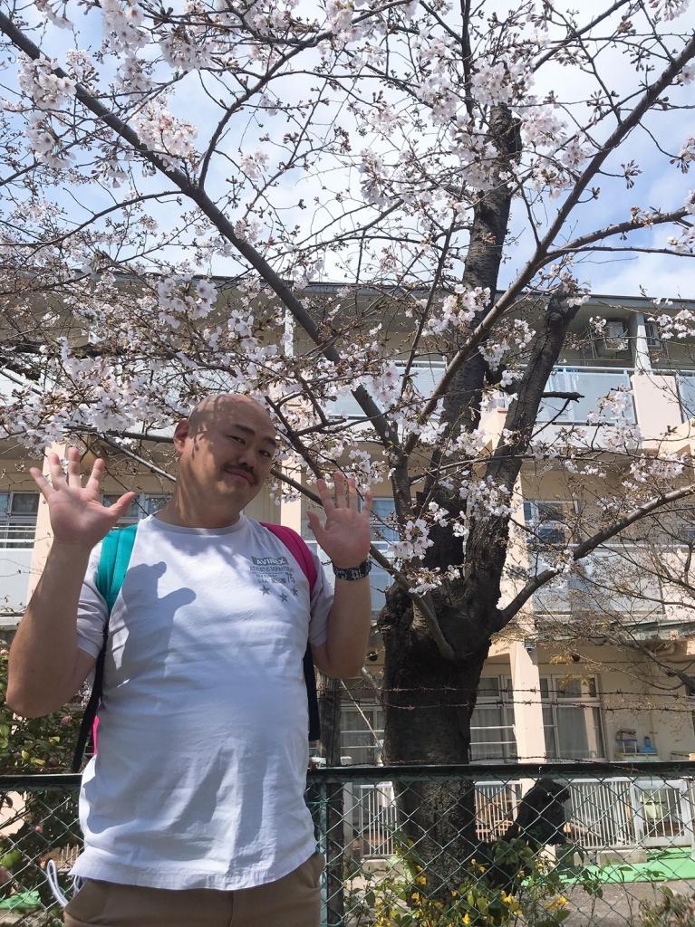 桜がきれいだしんね～！（写真：クロちゃん提供）