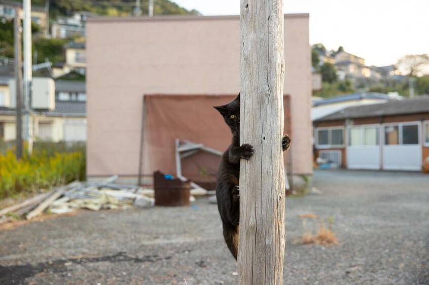 Canon EOS-1D X Mark III・f/6.3・1/1250秒・ISO200(撮影/猫写真家・沖昌之)