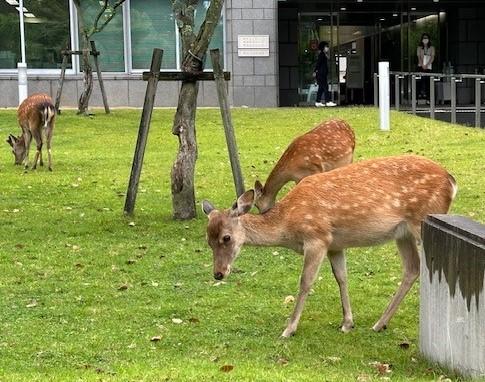 奈良地裁の敷地内に姿を現したシカ