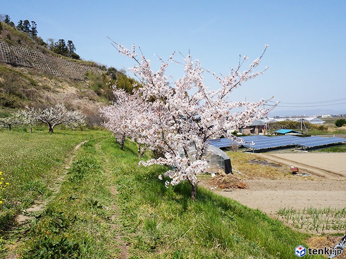 宮城県東松島市の復興記念桜（2019年4月23日撮影）