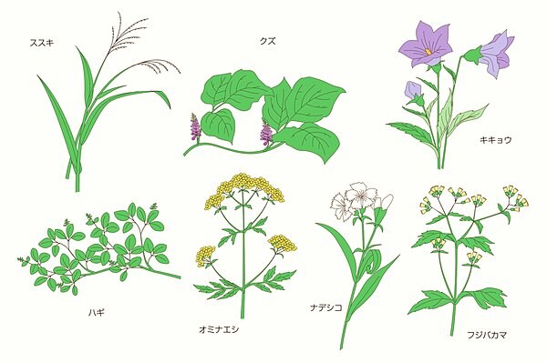 秋の七草はこの7種類