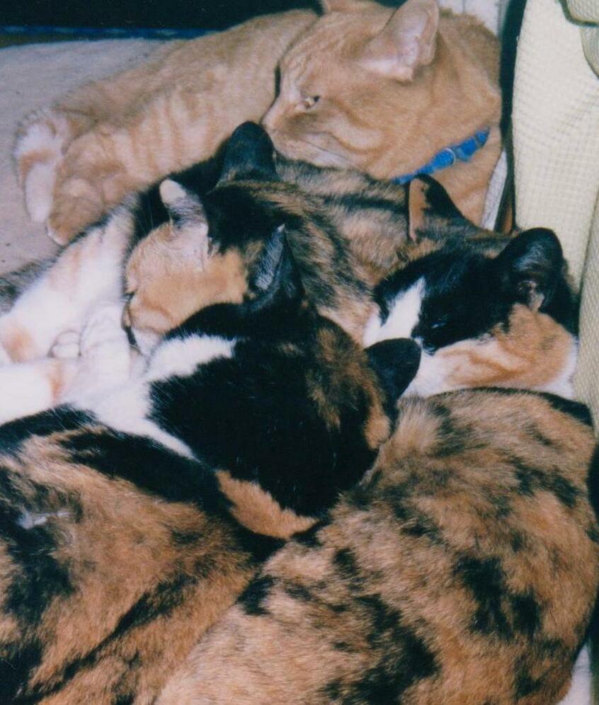 猫団子になって寝る「チョンまね一家」。この光景が今も飯森さんの心に