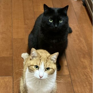 抱っこは「これが最後だと思う」 目を合わせてもシャー!する超臆病2にゃんが心を開くまで