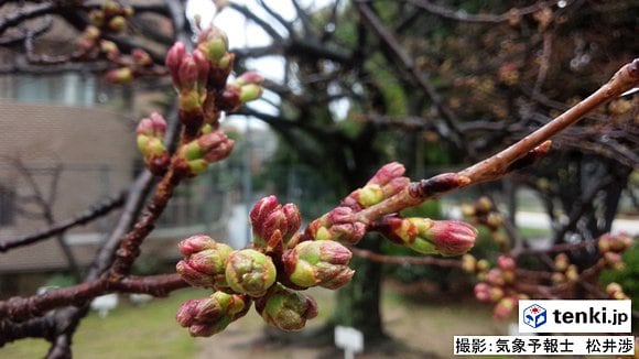 福岡管区気象台の桜の標本木（撮影：日本気象協会　松井渉）