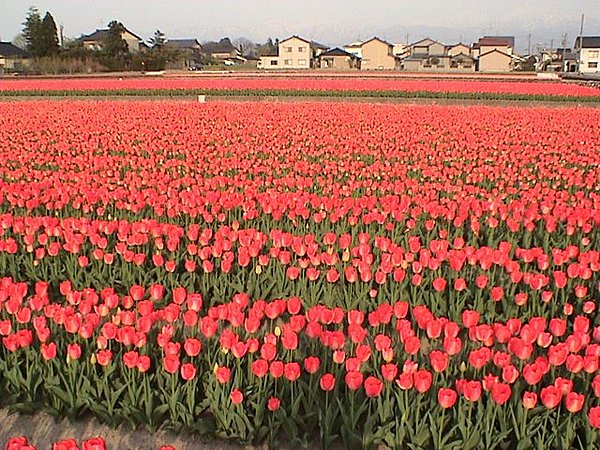 富山県のチューリップ畑　　写真提供：（公社）富山県観光連盟