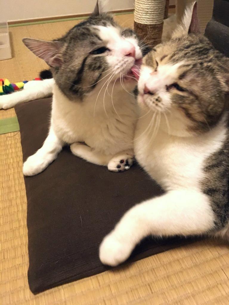 家に来て一週間するとすっかり家に馴染みました(提供)