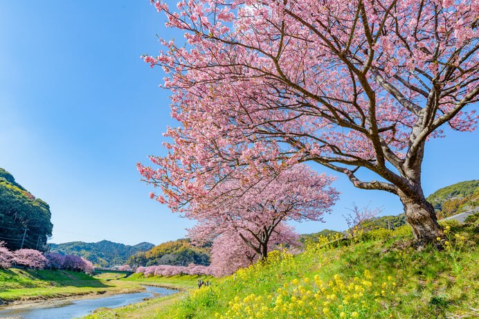 河津桜や梅など、春を感じられるスポットにお出かけしよう