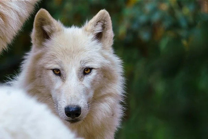 日本の「おいぬ様」信仰の根源にあるのはオオカミではなく白い犬？