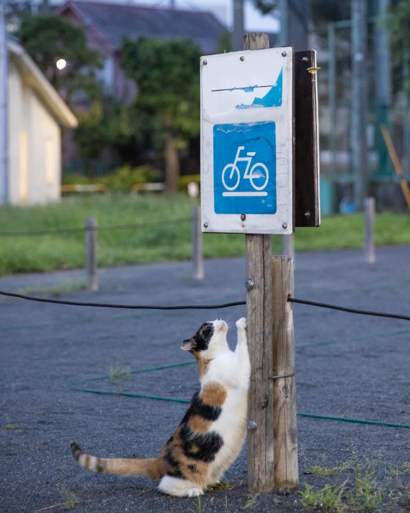 Ｃａｎｏｎ　ＥＯＳ－１Ｄ　Ｘ　Ｍａｒｋ　ＩＩＩ・ｆ／３．２・１／４０秒・ＩＳＯ２０００（撮影／猫写真家・沖昌之）
