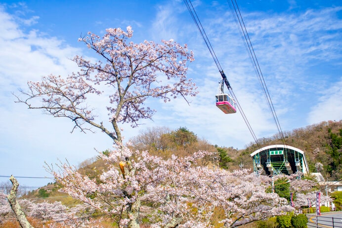 ロープウェイから見える鶴見岳自然公園の桜がおすすめ