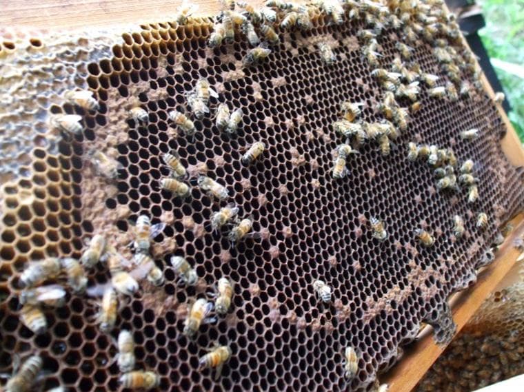 大量死が見つかったハチの巣箱の内部。ネオニコチノイド系農薬の影響が懸念されている　（ｃ）朝日新聞社