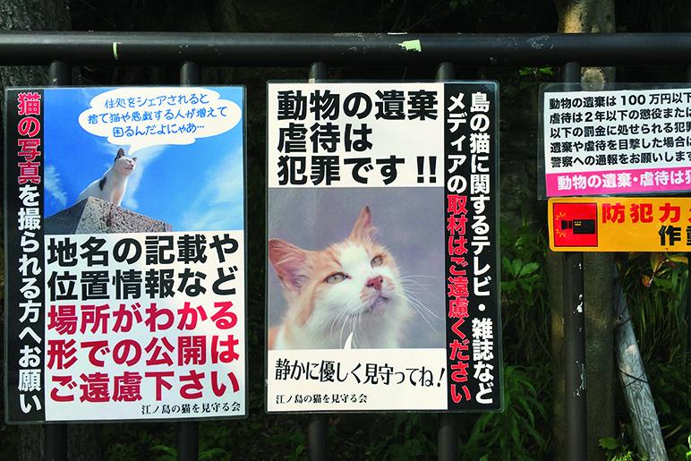 写真・図版（10枚目）| ネコ撮影でやっていいこと、悪いこと　GWの厳選スポットとカメラマンの心得