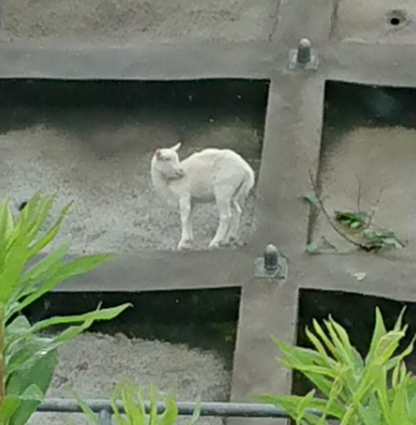 小雨の中、姿を現したヤギの「ポニョ」（7月17日、菊地武顕撮影）