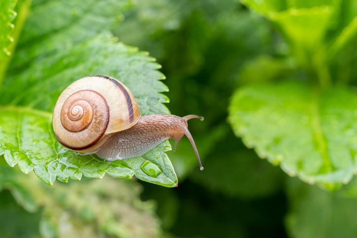 梅雨の時期におなじみ、カタツムリ。なんと１万本以上の歯があるそうです（ｇｅｔｔｙｉｍａｇｅｓ）