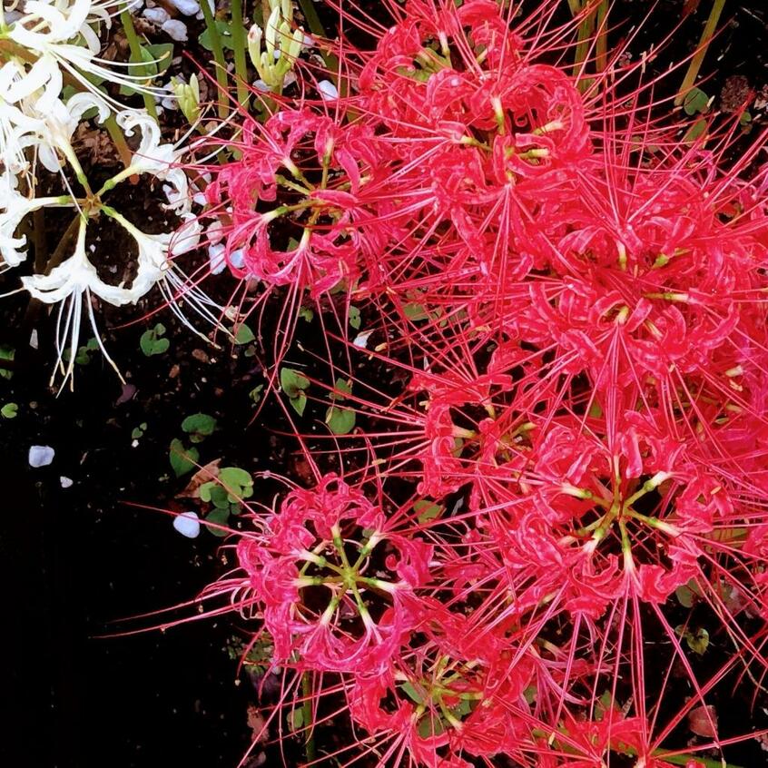 曼珠沙華。いつも突然伸びてパッと咲きパッと散るので「打ち上げ花火」を毎年連想(photo 本人提供)