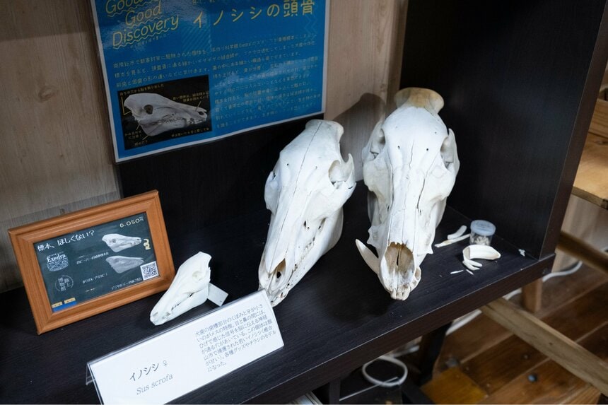 展示されている動物の骨